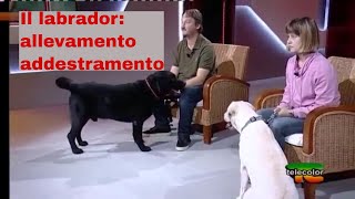 Labrador retriever allevamento e addestramento: Intervista completa a cani gatti e compagnia