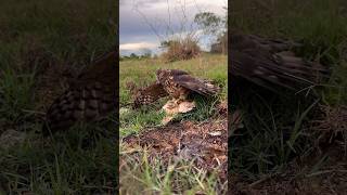 Bird Falcon Attack #birds #wildlife #falcon #animals #eagle #hawk #shorts