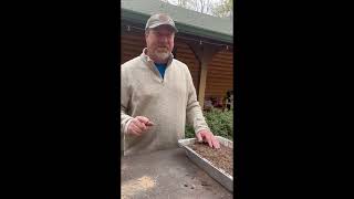 Propagating Bald Cypress by seed & Cuttings