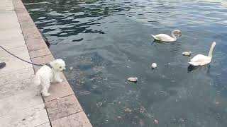 Crazy Baloo the Maltipoo and Baby Swans