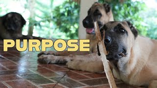 PURPOSE | The Making of Supero Search & Rescue Dogs