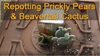 Prickly Pears and Beavertail With Fake Flowers Repotting