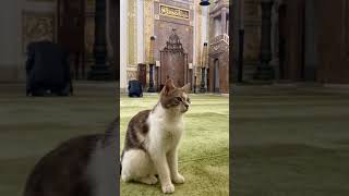 Кошка в Мечети🫀    #islam #mashallah #allahuakbar #nasheed #muslim #религия #religion #islamic #cats