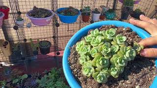 Plantmas 10 Transplante Jardinera llena de suculentas. Tips para reproducción. Cual bandeja funciona