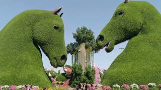 It's too pretty and green! Dubai Miracle Garden.