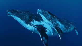 Мудрость китов / Whale Wisdom | HD |