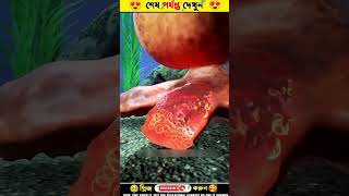 লোকটা অক্টোপাসের শুঁড় কেটে ফেললো😨😰#shorts #shortfeed