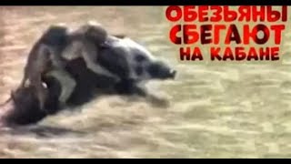 Неуловимые мстители! Обезьяны убегают на кабане