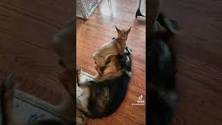 get 2 working like German shepherd puppies. it will be fun! #gsd #germanshepherd