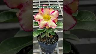 Adenium Flower Plants Combo Sale