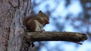 Camping Lake Superior's North Shore - Agawa Bay, Sleeping Giant and Pancake Bay Provincial Parks