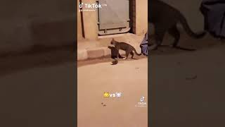 2 Kedi Vs Koca Yürekli Fare 🐁