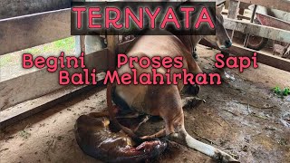 Sapi Bali Melahirkan