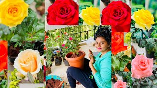 ROSE செடியில் நிறைய பூக்கள் பூக்க TIPS | ROSE plant growing tips in TAMIL | ROSE PLANT CARE in Tamil