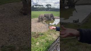 The Rhinos near the Viewpoint Restaurant. #familydayout #travel #familyvlog #shorts