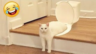 Funny Animals Videos Funny Cats and Cute Funny Dog's Videos Don't Laughed 😂