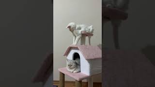 CATShome