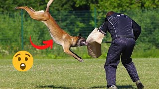 10 Most Interesting Belgian Malinois Facts [#10 and #1 are Shocking]