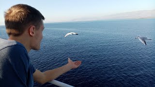 On the road with seagulls