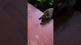 Coati de Cozumel