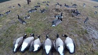 Green field traffic goose hunt.