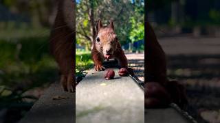 🐿️found by you🤣#cute #squirrel #shorts #animals #cuteanimals #동물 #wildlife #eating #feed #mylife