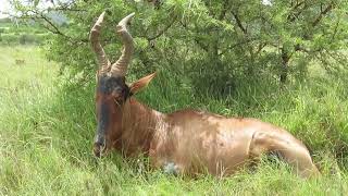 Red Hartebeest figuring things out