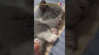 Adorable Kittens Compilation: Heartwarming Moments of Feline Cuteness 🐱😍