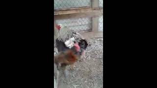 Mr. Parker the Rooster in trouble with Lead Hen Orange Crush