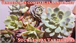 Suculentas Variegadas. Sucucajita feliz! Calificando proveedor seguro y confiable de suculentas