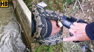 Rescuing a Big Beautiful Snake from Pool #snakevideo #snakes