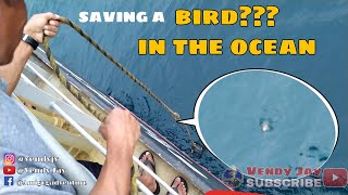 Saving a Bird in the Ocean