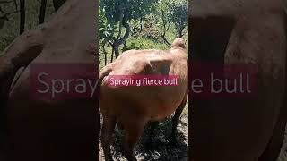 Spraying a fierce bull