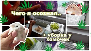 🤔ЧТО Я ДУМАЮ ПРО УСЛОВИЯ ХОМЯКОВ..|🌿|им сложно так жить?|🌿| яХрумка