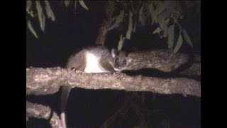 Rufous ringtail possums, Atherton Tablelands, Australia