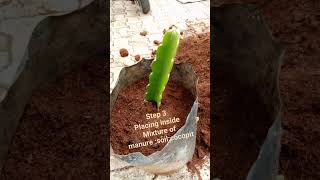 step three placing inside bag #nature #satisifyingvideo #flower #dragonfruitplant