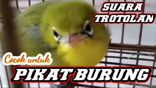 Suara anakan Kecial Kuning dan Ciak Induknya  @restuijant