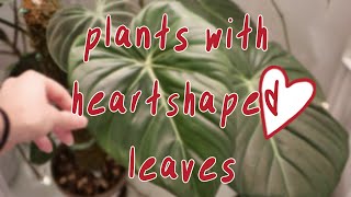 PLANTS WITH HEARTSHAPED LEAVES | valentine's day collection