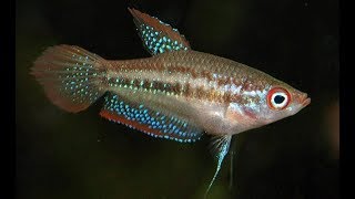 Trichopsis pumila (Sparkling Gourami, Карликовый гурами)