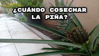 ¿Como saber cuando COSECHAR LA PIÑA?