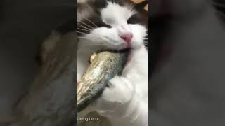 kucing spiner #videolucu  #monyetlucu #binatanglucu #komedilucu #dubbingmovies #kucinglucu