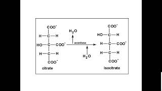 The Citric Acid Cycle - an Overview