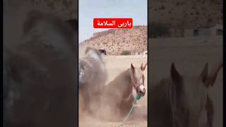 يآ ربى السلامة مضاربه خايبة بن جوج خيل كارتة 😱😱😱😱😱