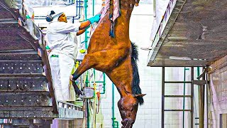 Technology Helps Farmers Earn $7.3 Million From Horse Farms - Processing Factory