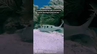 Spotted Goatfish searching through the sand for food! #shorts #marinebiology #snapper