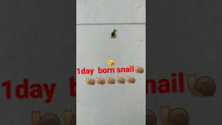 snail one day 🐌🐌🐌🐌🐌❣️❣️