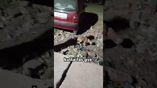 डिब्बा me muh gusa diya kutte ne !! #help #helping #kutta #dog #doglovers #viralvideo #shorts