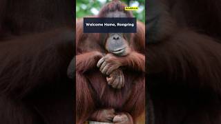 Welcome Home, Rongring #news #orangutan #sumatera #beritaterkini #iucn