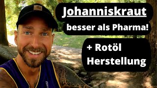 Das Johanniskraut - Wirkung + Rotöl Herstellung