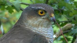 Sparrowhawks, Part 1